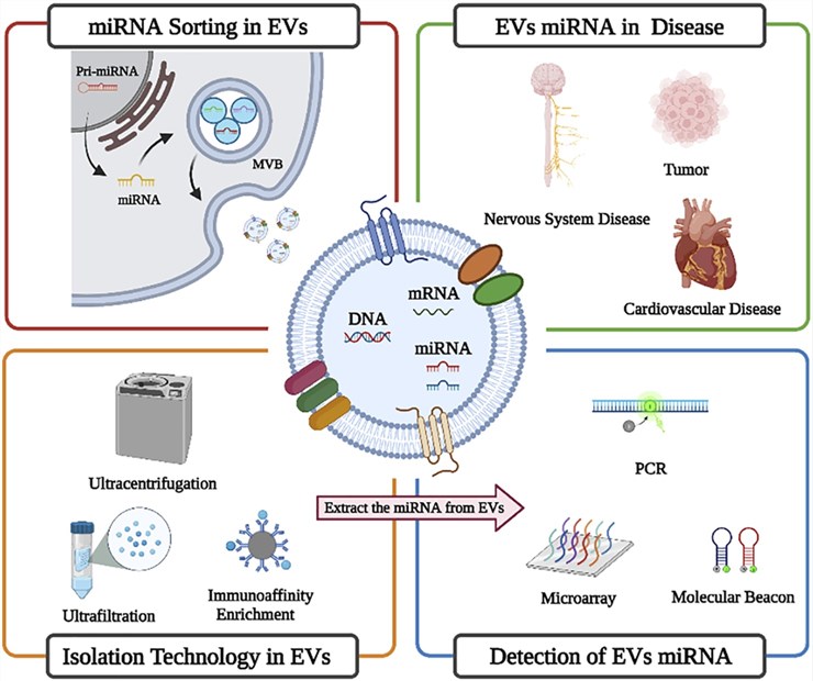 Fig 1. Sorting mechanisms, diagnostic value, isolation, and detection technology of miRNAs in extracellular vesicles. (OA Literature)
