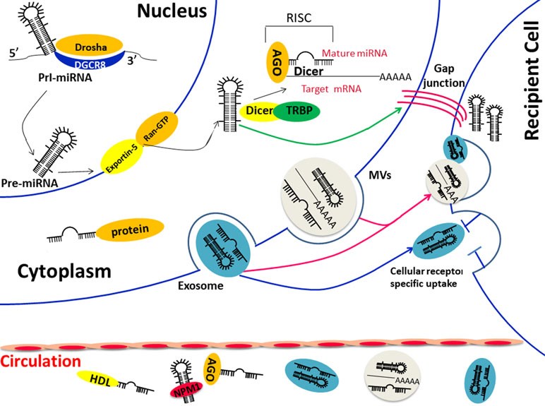Fig 1. Biological functions and transportation carriers of circulating miRNA. (OA Literature)