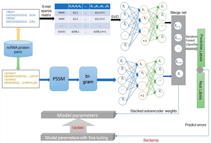 Fig 1. Step-wise work flow for the proposed BGFE method. (OA Literature)