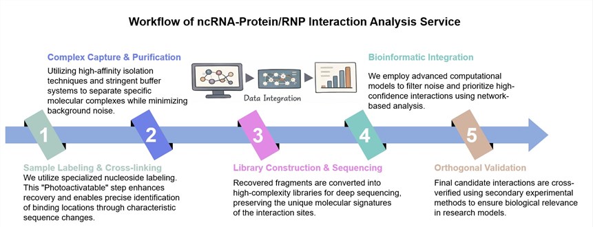 Core steps of ncRNA-Protein/RNP interaction analysis service. (Creative Biolabs Original)