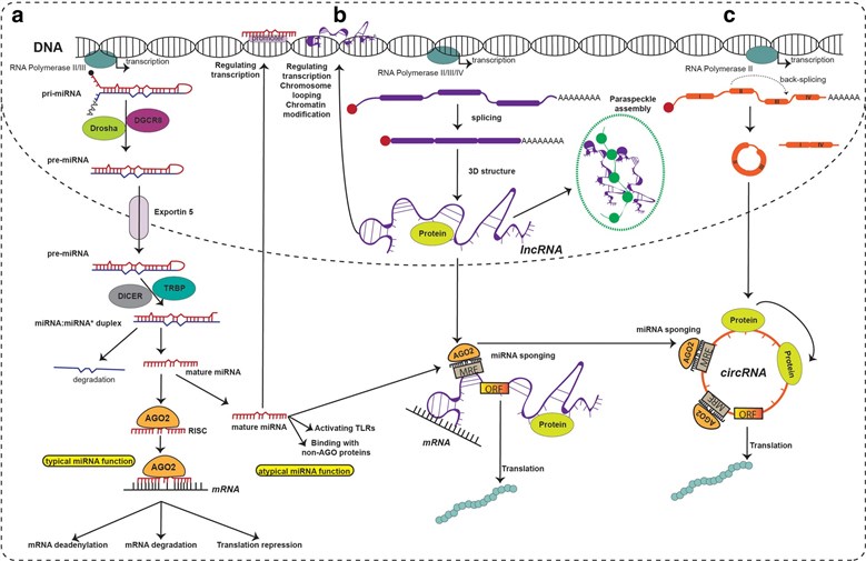 Fig 1. Biogenesis and function of miRNAs, lncRNAs, and circRNAs. (OA Literature)