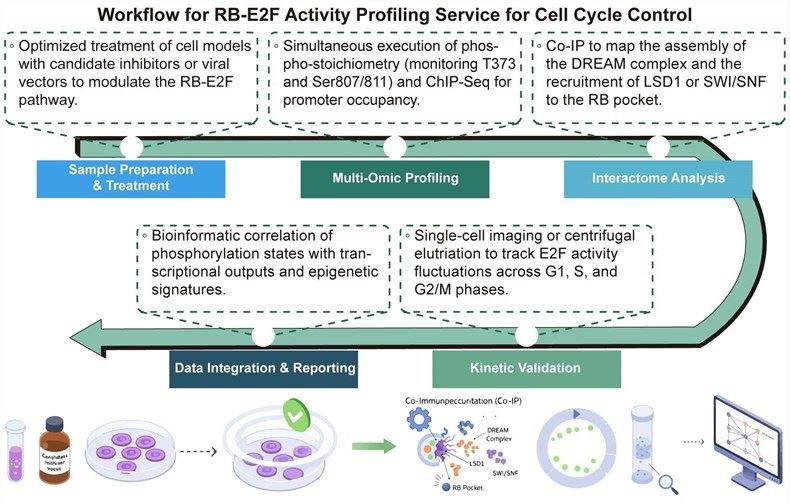 A simple procedure for RB-E2F activity profiling service for cell cycle control. (Creative Biolabs Original)