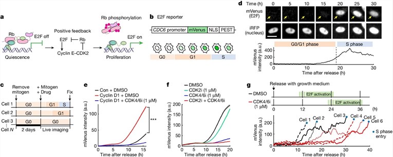 Fig.1 Heterogeneity in E2F activation kinetics revealed by live-cell transcription profiling. (OA Literature)