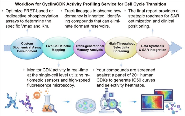A simple procedure for Cyclin/CDK activity profiling service for cell cycle transition. (Creative Biolabs Original)