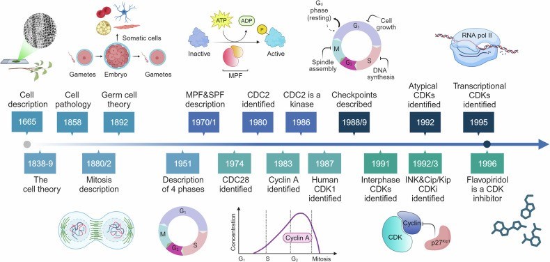 Fig.1 The subjective roadmap: From foundational biology to targeted CDK therapies. (OA Literature)