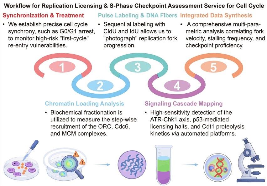 A simple procedure for replication licensing and S-phase checkpoint assessment service for cell cycle. (Creative Biolabs Original)