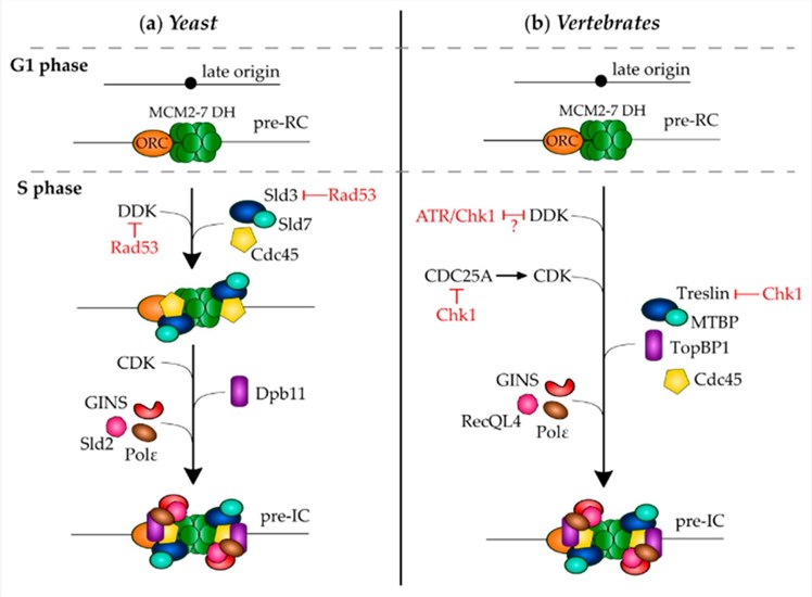 Fig.1 A cross-species analysis of intra-S-phase checkpoint mechanisms targeting pre-initiation complex formation. (OA Literature)