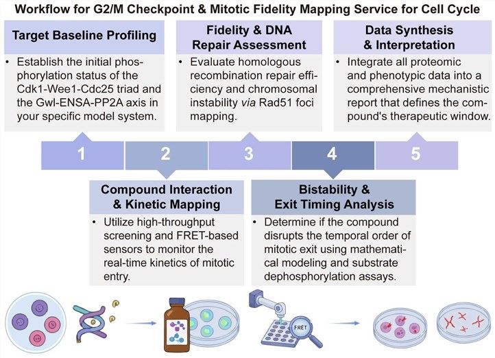 A simple procedure for G2/M checkpoint and mitotic fidelity mapping service for cell cycle. (Creative Biolabs Original)