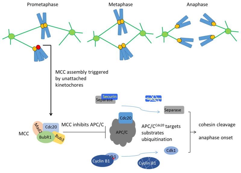 Fig.1 The mitotic checkpoint prevents premature chromosome segregation through APC/C inhibition. (OA Literature)
