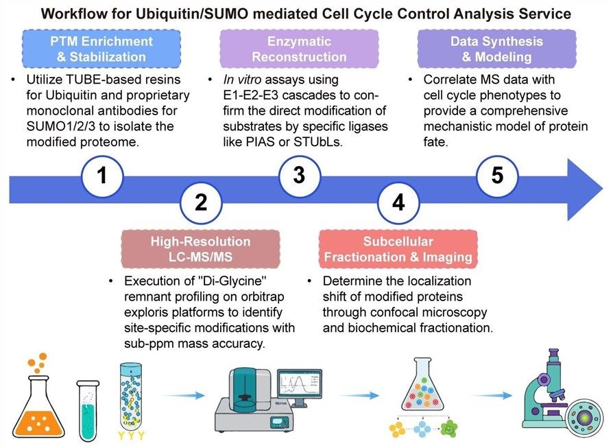 A simple procedure for Ubiquitin/SUMO mediated cell cycle control analysis service. (Creative Biolabs Original)