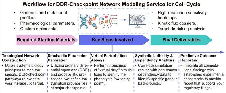 A simple procedure for DDR-checkpoint network modeling service for cell cycle. (Creative Biolabs Original)