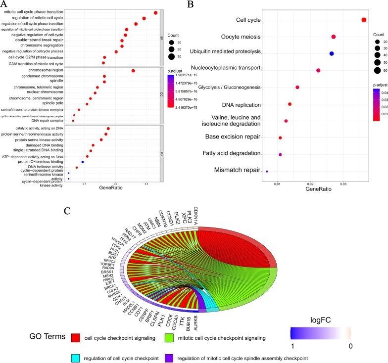 Fig.1 DDR genes in checkpoint control: Revealing cell cycle regulatory functions. (OA Literature)