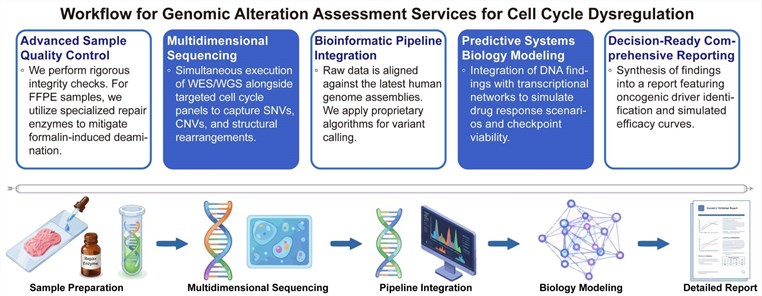 A simple procedure for genomic alteration assessment services for cell cycle dysregulation. (Creative Biolabs Original)