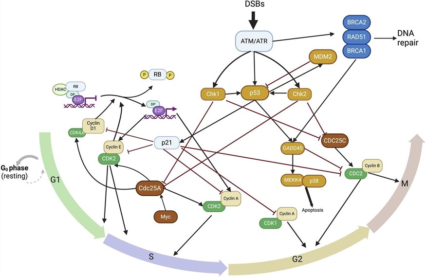 Fig.1 The interplay between cell cycle regulation and DNA damage response. (OA Literature)