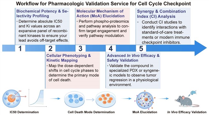 A simple procedure for pharmacologic validation service for cell cycle checkpoint. (Creative Biolabs Original)