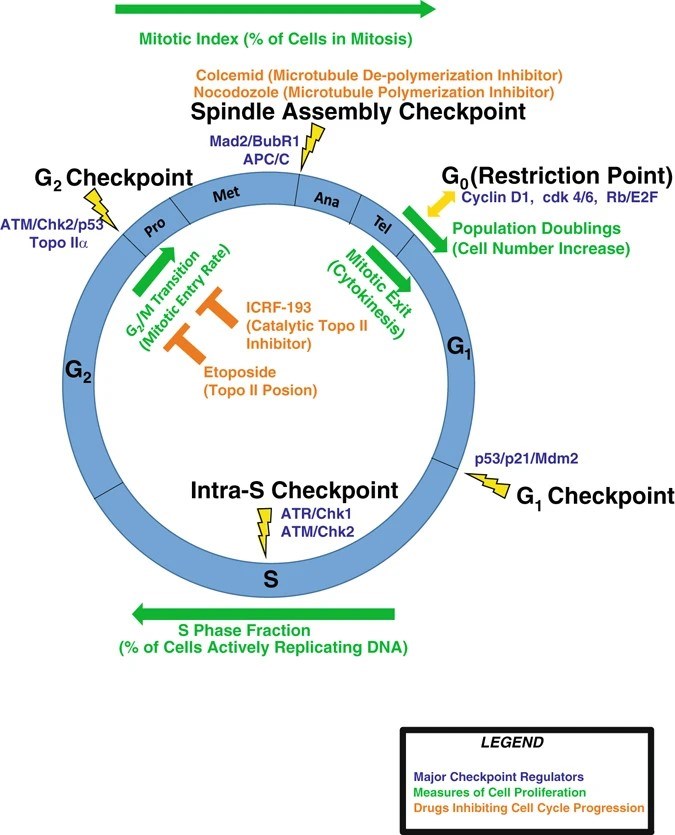Fig.1 The core regulatory network of the cell cycle. (OA Literature)