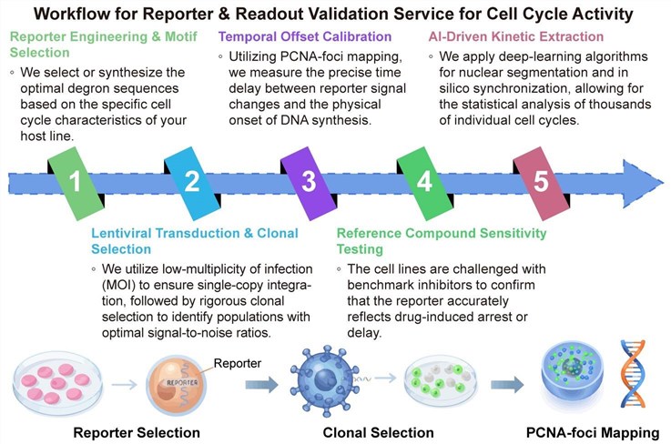 A simple procedure for reporter and readout validation service for cell cycle activity. (Creative Biolabs Original)