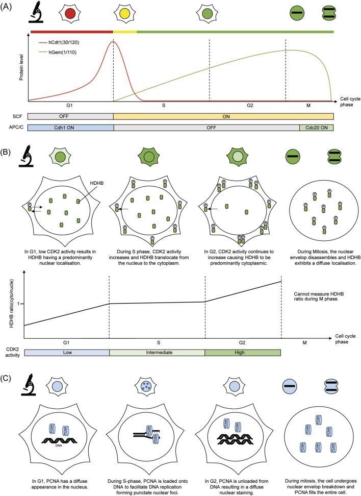 Fig.1 A guide to cell cycle reporters: Their molecular basis and fluorescence readout. (OA Literature)