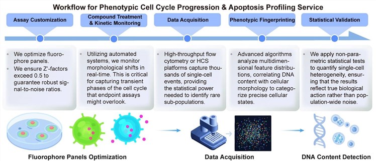 A simple procedure for phenotypic cell cycle progression and apoptosis profiling service. (Creative Biolabs Original)