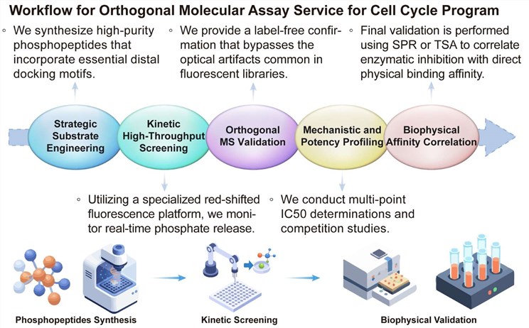 A simple procedure for orthogonal molecular assay service for cell cycle program. (Creative Biolabs Original)