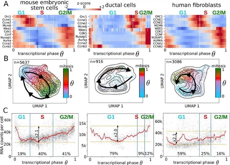 Fig.1 Cell cycle profiling and mechanistic insights from mouse and human cell models. (OA Literature)