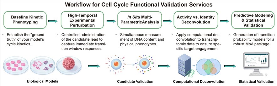 A simple procedure for cell cycle functional validation services. (Creative Biolabs Original)