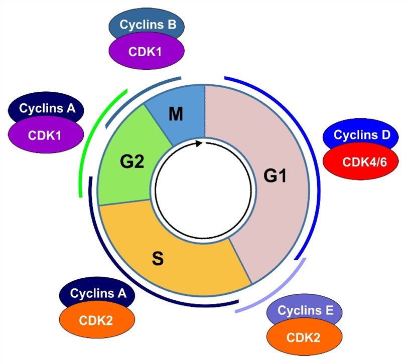 Fig.1 Cyclin-Cdk regulation of cell cycle progression. (OA Literature)