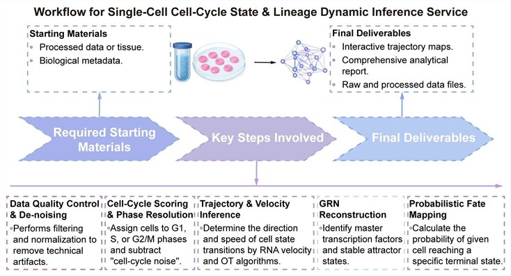 A simple procedure for single-cell cell-cycle state and lineage dynamic inference service. (Creative Biolabs Original)