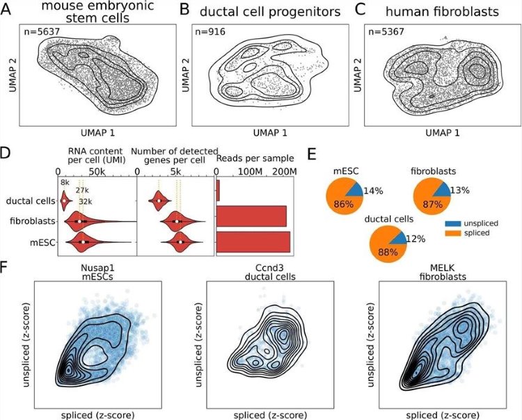 Fig.1 Single-cell RNA-sequencing reveals dynamic RNA velocity patterns. (OA Literature)
