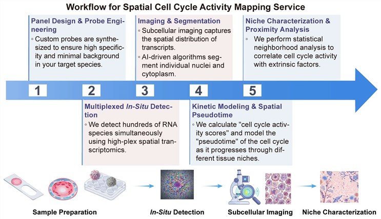 A simple procedure for spatial cell cycle activity mapping service. (Creative Biolabs Original)