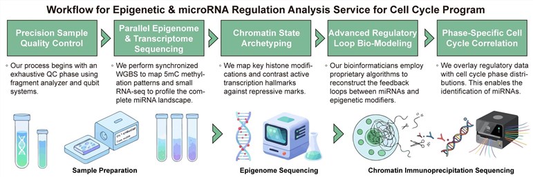A simple procedure for epigenetic and microRNA regulation analysis service for cell cycle program. (Creative Biolabs Original)