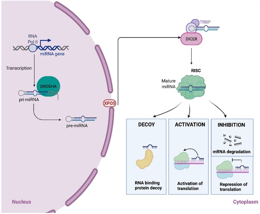 Fig.1 Decoding the maturation mechanism of microRNAs. (OA Literature)