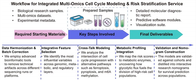 A simple procedure for integrated multi-omics cell cycle modeling and risk stratification service. (Creative Biolabs Original)