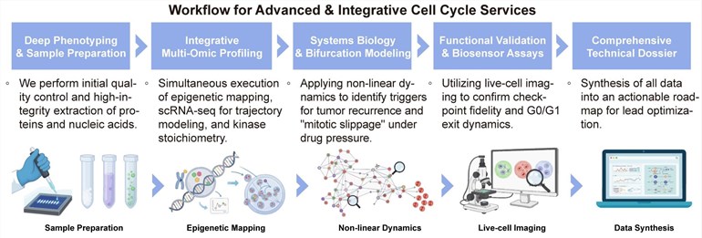 A simple procedure for advanced and integrative cell cycle services. (Creative Biolabs Original)
