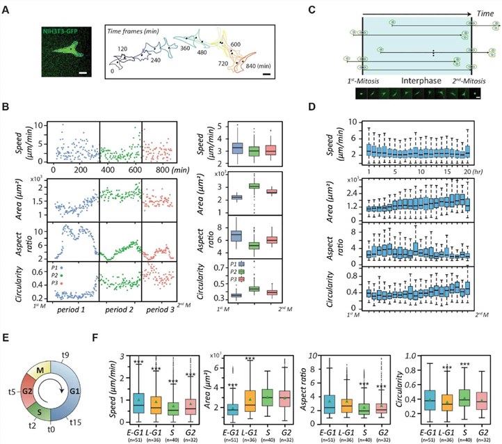 Fig.1 How migration and morphology evolve in NIH fibroblasts during the cell cycle. (OA Literature)