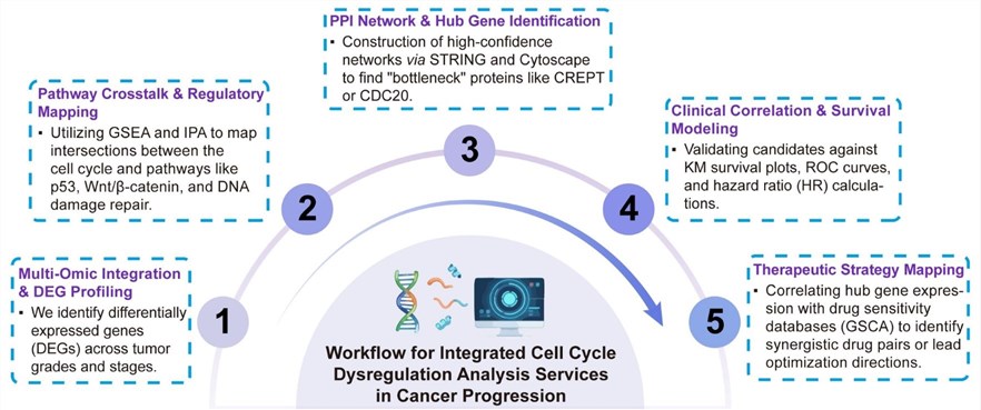 A simple procedure for integrated cell cycle dysregulation analysis services in cancer progression. (Creative Biolabs Original)