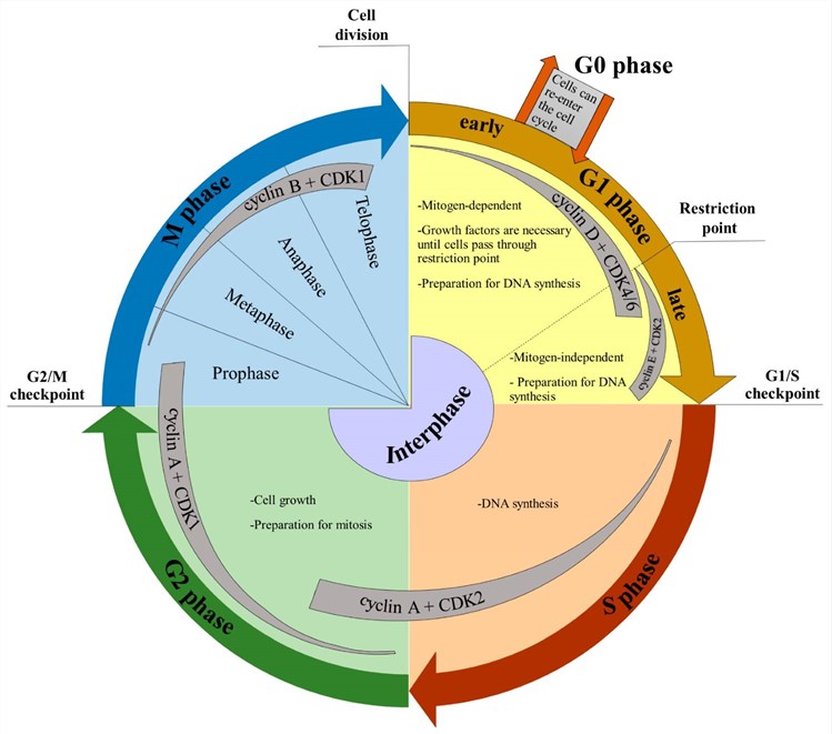 Fig.1 Scheme of the cell division cycle. (OA Literature)