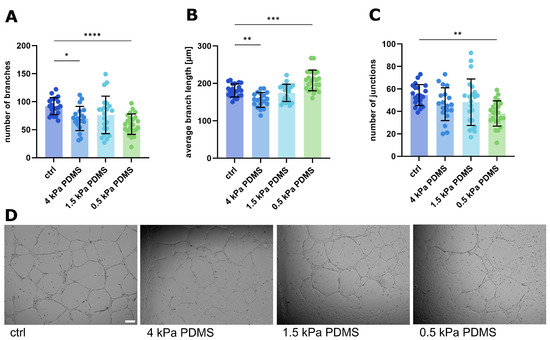Fig.1 Structural remodeling of endothelial networks following modification of the mechanical properties of the supporting matrix. (OA Literature)