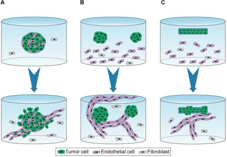 Fig.1 Three-dimensional experimental models for investigating capillary formation and tumor development. (OA Literature)
