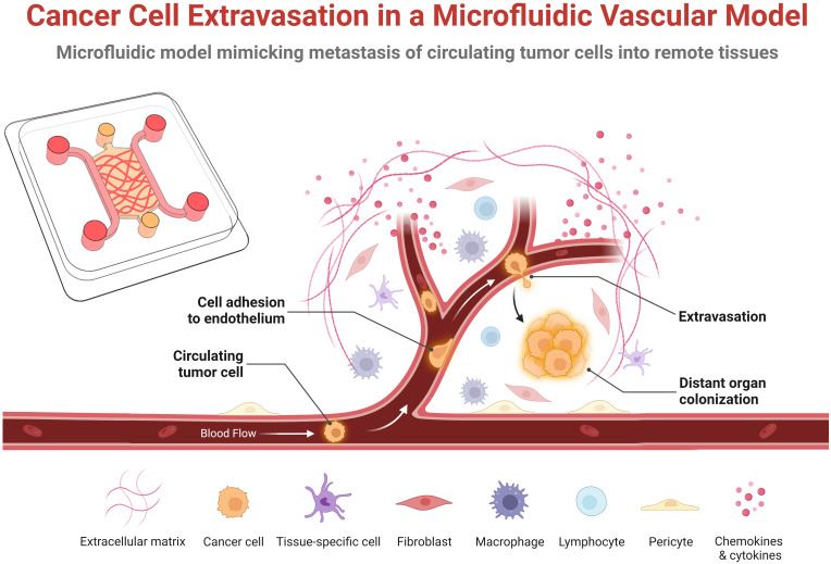 Fig.1 Illustration of critical steps involved in tumor cell extravasation using a microfluidic vessel model. (OA Literature)
