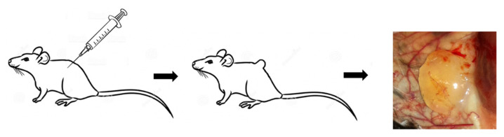 Fig.1 Matrigel was injected into the flank of a mouse to form a plug. (OA Literature)