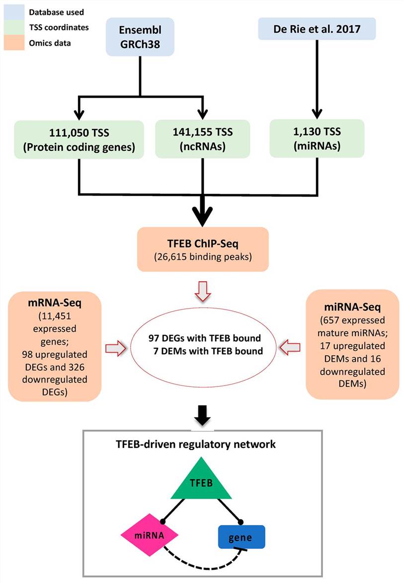 Fig.1 Overview of the bioinformatics pipeline for identifying the TFEB-regulated network in HUVECs. (OA Literature)