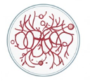 Anti-Angiogenic Drug Screening (Creative Biolabs-AI)