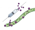 Delivery Optimization for Biologics (Creative Biolabs-AI)