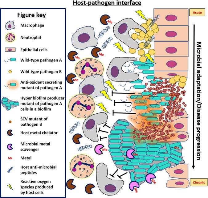 Fig.1 Selective pressures drive microbe adaption and evolution. (OA Literature)