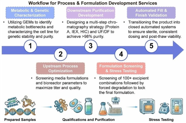 A simple procedure for process and formulation development services. (Creative Biolabs Original)