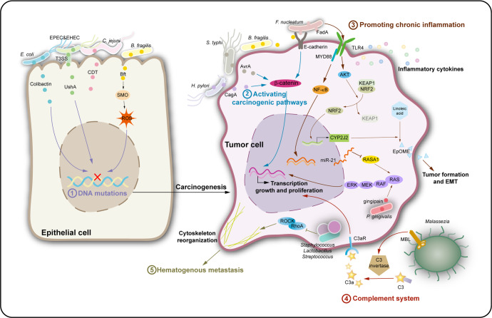 Fig.1 Mechanistic insights into microbiota-driven tumorigenesis and cancer progression. (OA Literature)