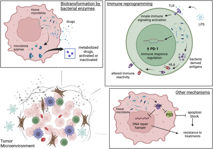 Fig.1 Mechanisms underlying the influence of tumor-resident microbiota on cancer therapies. (OA Literature)