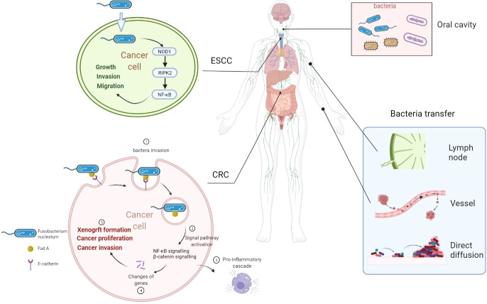 Fig.1 The influence of bacteria on tumor cells. (OA Literature)
