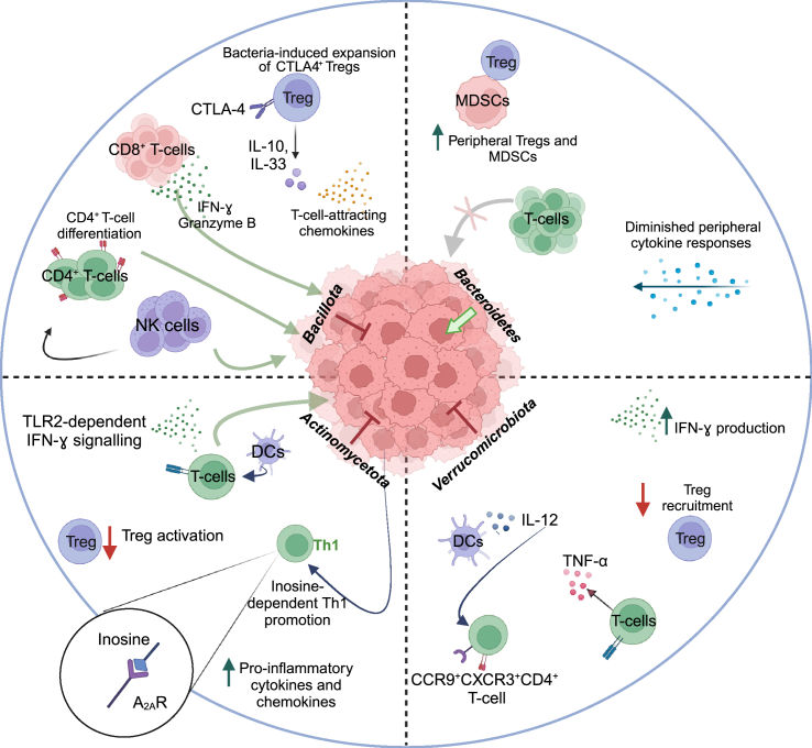 Fig.1 Microbiome as determinants of anti-tumor immunotherapy efficacy. (OA Literature)